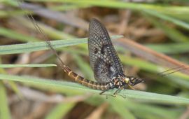 Ab H. Baas Haft, eendagsvlieg, Ephemeroptera sp.