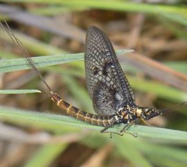 Haft, eendagsvlieg, Ephemeroptera sp.
