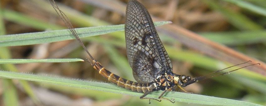 Haft, eendagsvlieg, Ephemeroptera sp.