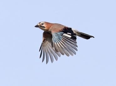 Trekkende gaai over telpost De Puinhoop te Katwijk, 20 september 2019