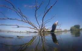 Bakenboom in het water Hemelrijkse Waard Noord-Brabant