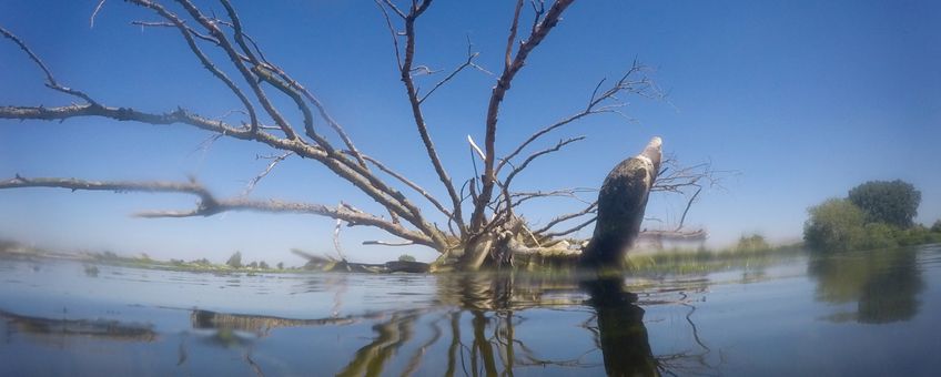 Bakenboom in het water Hemelrijkse Waard Noord-Brabant