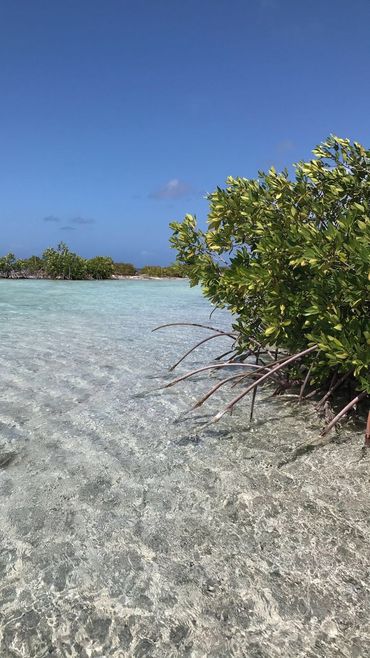 Red mangroves (Rhizophora mangle)