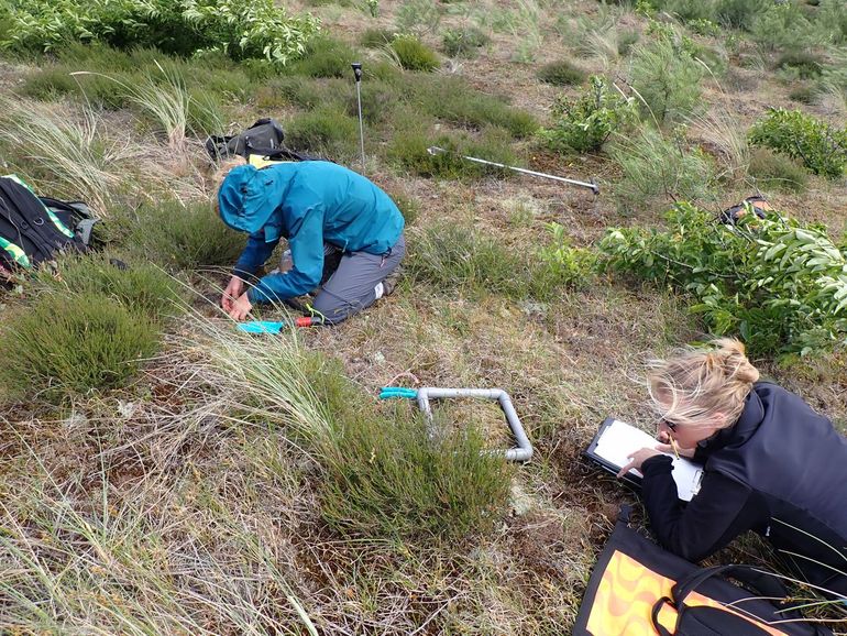 Vegetatieopname in de duinen
