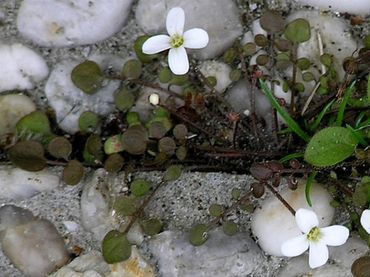 Nieuw-Zeelandse veldkers (Cardamine corymbosa) is één van de kleine veldkerssoorten die zich na 2000 via de sierteelt in Nederland verspreid heeft