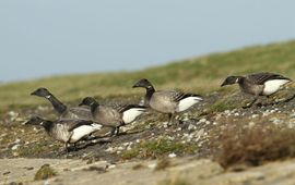 Een familie rotganzen met rechts drie jongen en links twee oudervogels