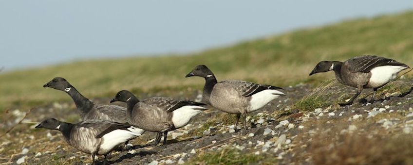 Een familie rotganzen met rechts drie jongen en links twee oudervogels