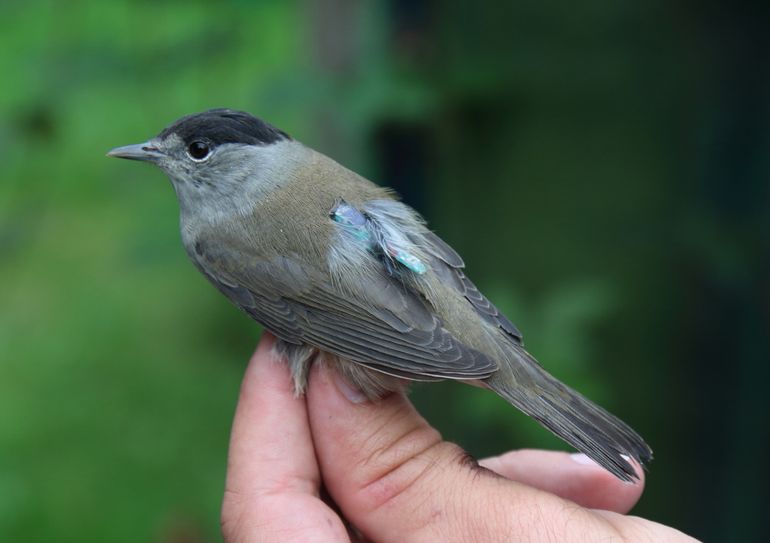 Deze zwartkop man heeft een logger om gekregen zodat we precies kunnen zien waar hij geweest is als we hem weer terugvangen