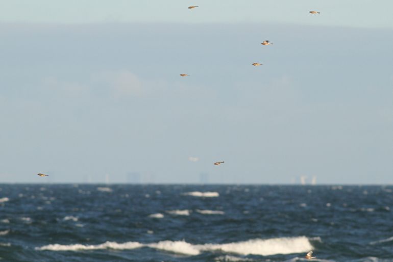 Langsvliegende vinken op Falsterbo. Niet alle vinken vliegen via Falsterbo. Ook elders steken ze de Oostzee over naar Denemarken