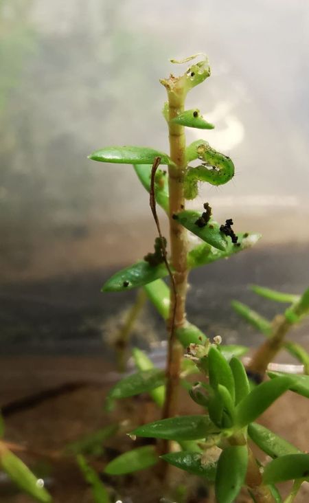 Gammauil eet van watercrassula. Erboven heeft de rups stengel en bladeren al opgegeten