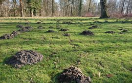 Een veld vol molshopen