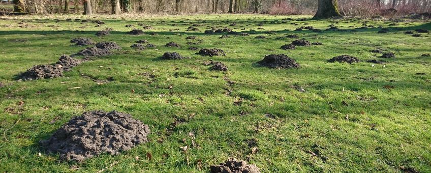 Een veld vol molshopen