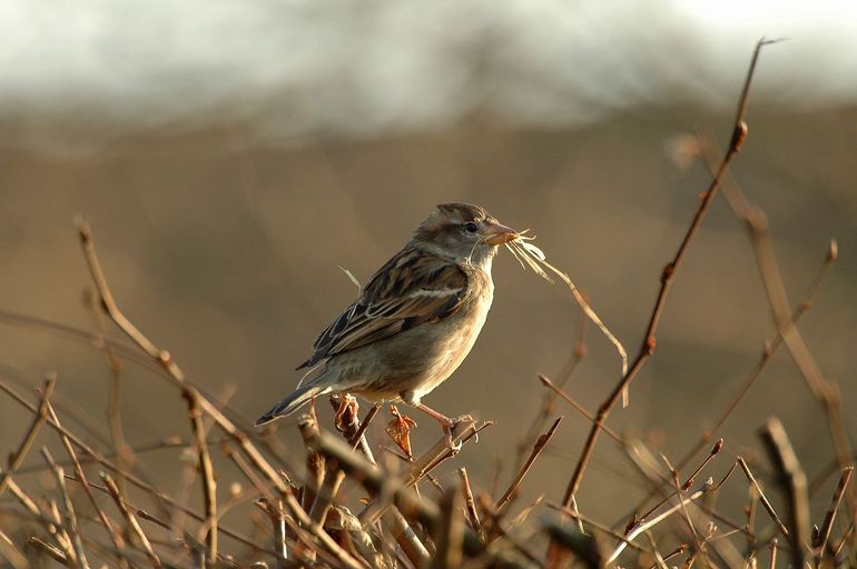 Huismus