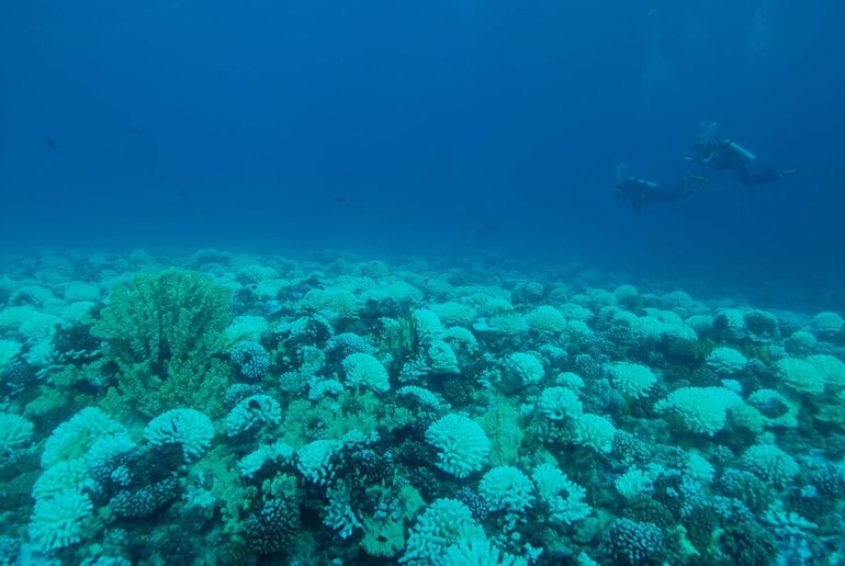 Researchers diving on the fore reef of LTER1, Moorea, during the 2019 bleaching event