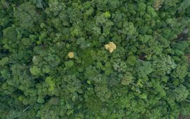 © Andre Dib / WWF-Brazil