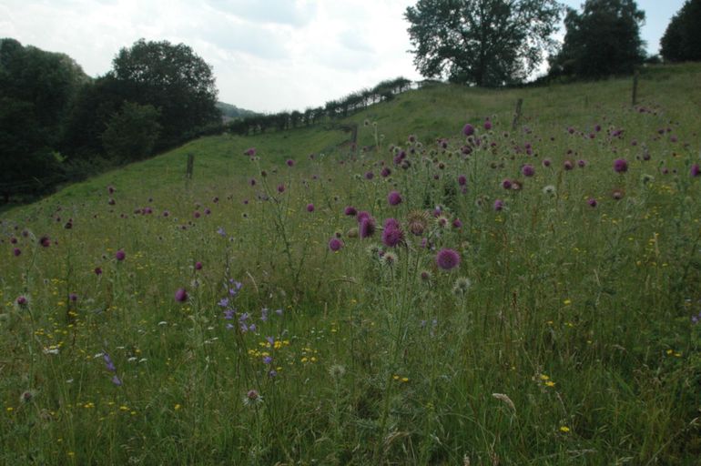 Kalkgrasland op de Winkelberg