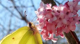 Citroenvlinder Viburnum - primair