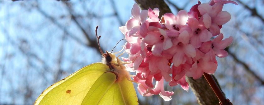 Citroenvlinder Viburnum - primair