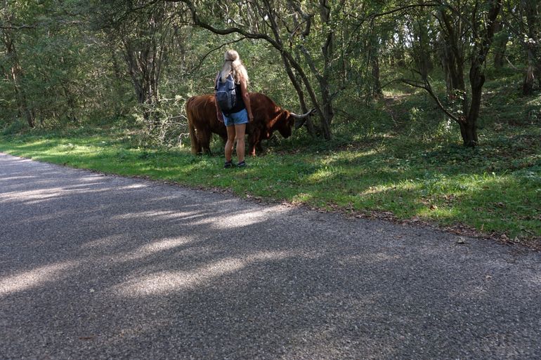 Grazers niet aaien en voeren, ook niet langs de afrastering