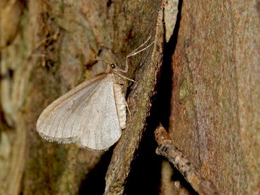 Door de reflecterende schubben op de vleugels lichten de mannetjes van de kleine wintervlinder op als je er met een zaklamp op schijnt