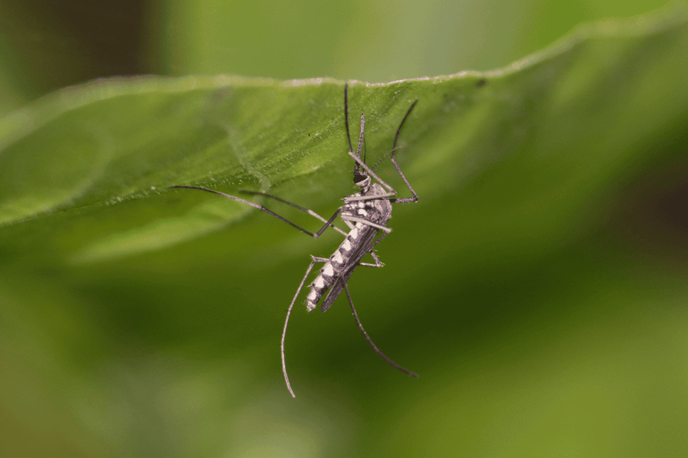 The southern house mosquito (Culex quinquefasciatus), a known disease vector, thrives in urban environments