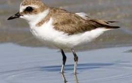 Charadrius alexandrinus. Strandplevier