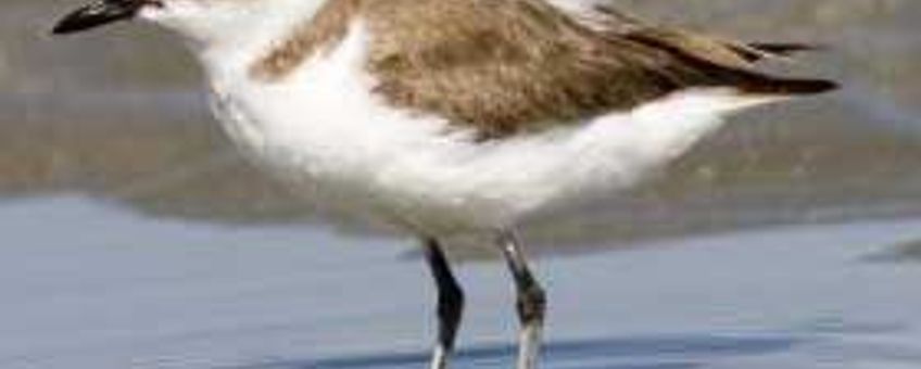 Charadrius alexandrinus. Strandplevier