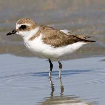 Charadrius alexandrinus. Strandplevier