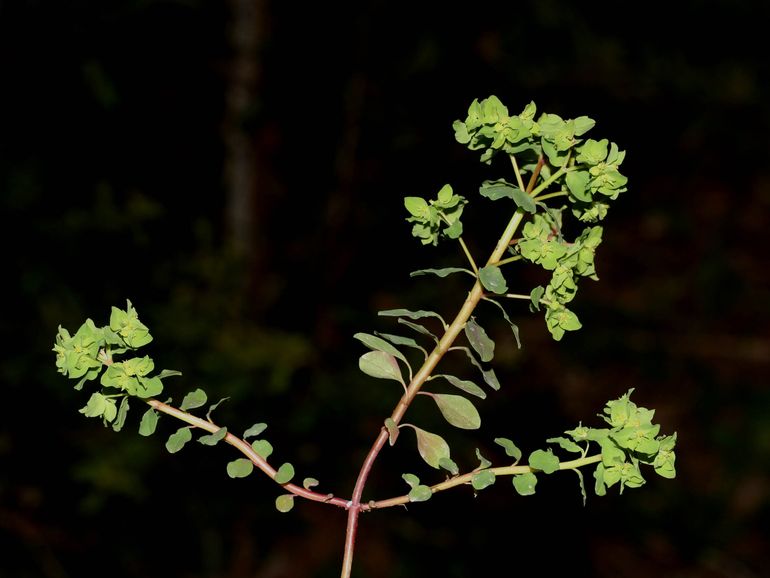 Tuinwolfsmelk