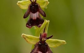 Mark Engels Vliegenorchis (Ophrys insectifera).
