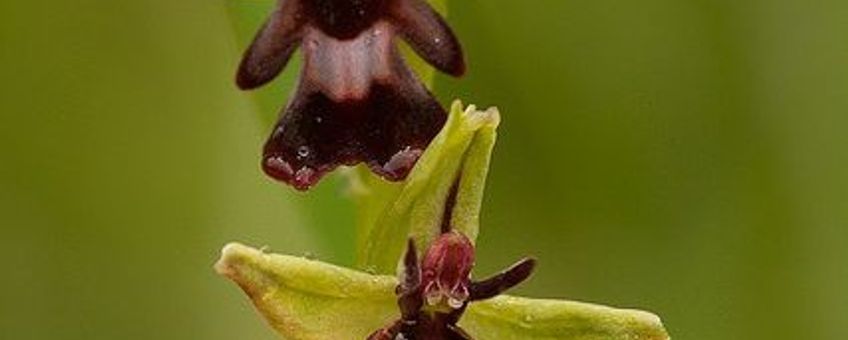 Vliegenorchis (Ophrys insectifera).