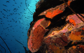 Niklas Kornder Coral Reef