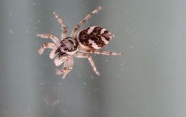 Huiszebraspin
