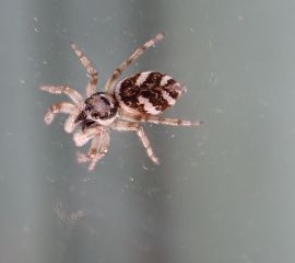 Huiszebraspin