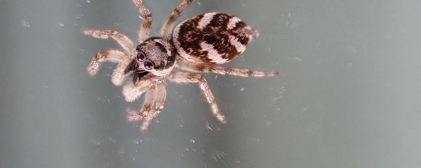 Huiszebraspin