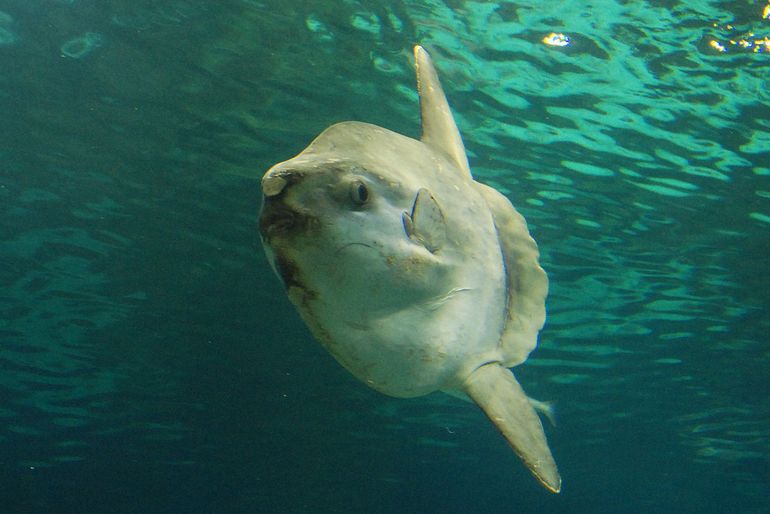 Maanvis in een aquarium in Barcelona