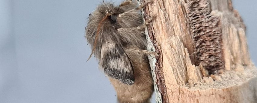 Vrouwtje eikenprocessievlinder is op een tak geklommen en de vleugels worden nu goed zichtbaar.  Komt uit grondnest moet vleugels nog oppompen