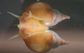 NIOO Slak.
Krijg later een andere foto van NIOO. Deze foto vervangen door de nieuwe