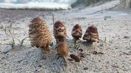 Coprinus levisticolens, Schouwen-Duiveland, Zeeland