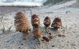 Coprinus levisticolens, Schouwen-Duiveland, Zeeland