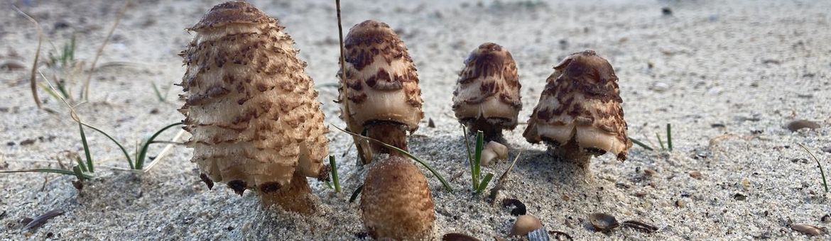 Coprinus levisticolens, Schouwen-Duiveland, Zeeland