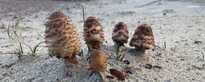 Coprinus levisticolens, Schouwen-Duiveland, Zeeland