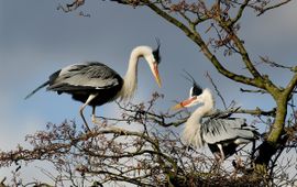 Ardea cinerea. Blauwe reiger