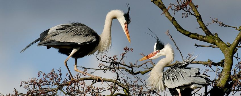 Ardea cinerea. Blauwe reiger