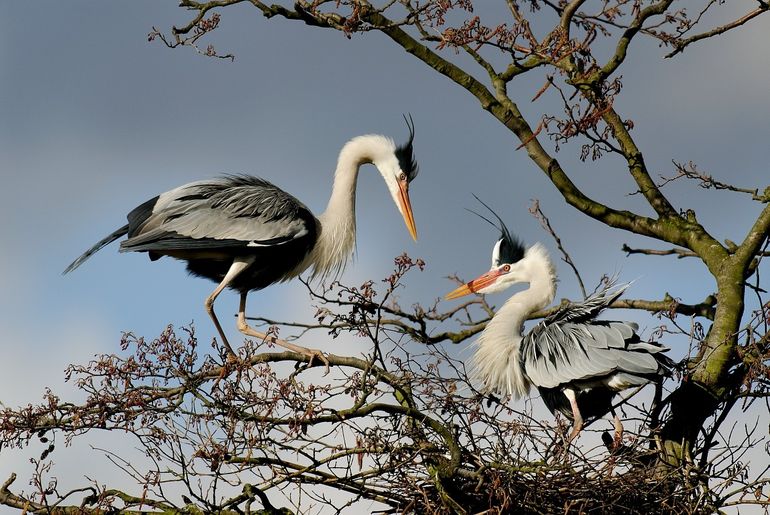 Blauwe reigers op het nest