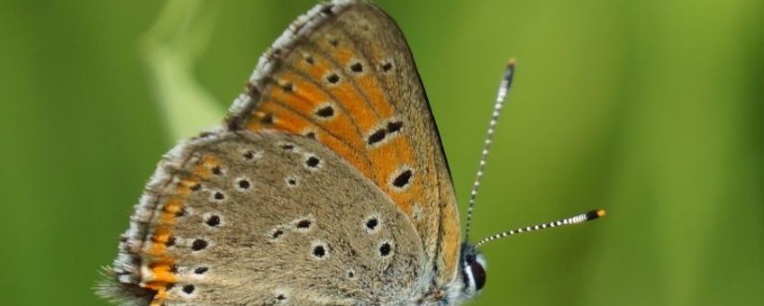 Rode vuurvlinder in Zuid-Limburg