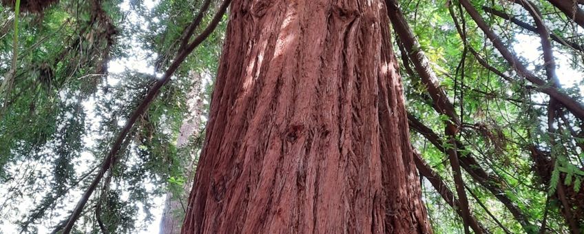 Stam Sequoia sempervirens in Royal Botanic Gardens Kew