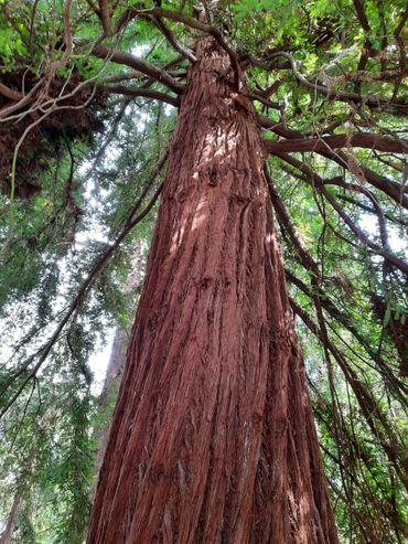 Stam van Sequoia sempervirens in Royal Botanic Gardens, Kew