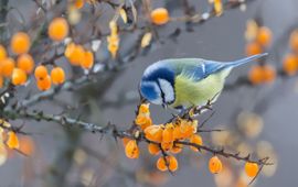 Shutterstock - Eenmalig gebruik! Pimpelmees
