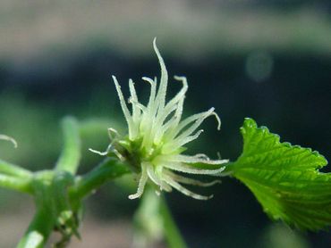 Vrouwelijke bloem hop